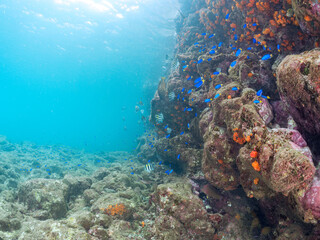 美しいソラスズメダイ（スズメダイ科）他の群れとウミトサカ（ウミトサカ科）、イボヤギ（キサンゴ科）他のソフトコーラルが群生する美しい岩礁。
英名学名：Heavenly Damselfish (Pomacentrus coelestis) 
Alcyonacea
Orange Cup Coral (Tubastraea foulkneri) 
静岡県伊豆半島賀茂郡南伊豆町中木ヒリゾ浜2024年
