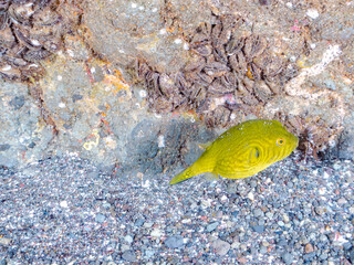 膨らむ
可愛いサザナミフグ（フグ目）の幼魚。
英名学名：White-spotted...