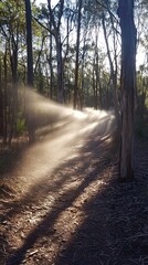 Obraz premium A sunlit forest path with dust particles illuminated by sunlight.