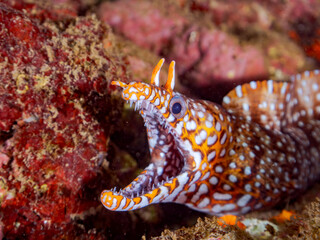 水中洞窟にいる、
大きく美しいトラウツボ（ウツボ科）。
英名学名：Dragon Moray (Enchelycore pardalis)
静岡県伊豆半島賀茂郡南伊豆町中木ヒリゾ浜2024年

