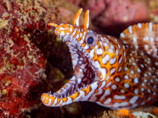 水中洞窟にいる、
大きく美しいトラウツボ（ウツボ科）。
英名学名：Dragon Moray (Enchelycore pardalis)
静岡県伊豆半島賀茂郡南伊豆町中木ヒリゾ浜2024年
