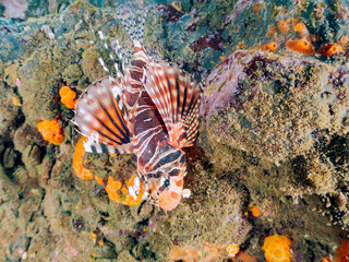 トリオでいる
広げた羽根が美しいキリンミノ（フサカサゴ科）。
英名学名：Zebra turkeyfish (Dendrochirus zebra)
静岡県伊豆半島賀茂郡南伊豆町中木ヒリゾ浜2024年
