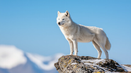 Arctic Majesty: A lone arctic wolf stands on a rocky outcrop, its white fur blending with the snow-covered mountains in the background. The wolf's piercing blue eyes gaze intently into the distance.