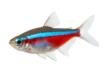 A beautiful neon tetra fish (Paracheirodon innesi) on isolated white background. 