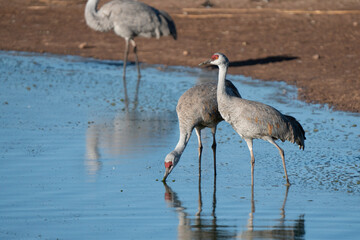 Sandhill Crane in Arizona, USA