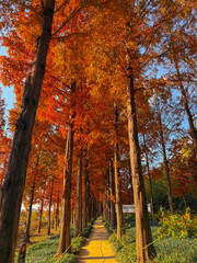 Fototapeta premium 메타세콰이어길 풍경