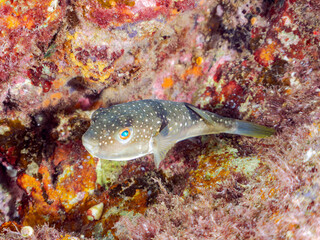 可愛いクサフグ（フグ科）。
英名学名：Grass Puffer (Takifugu alboplumbeus)
静岡県伊豆半島賀茂郡南伊豆町中木ヒリゾ浜2024年

