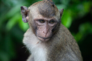 Fototapeta premium 可愛いサル