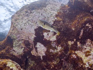 可愛いクサフグ（フグ科）。
英名学名：Grass Puffer (Takifugu...