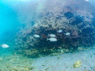 キビナゴの大群を襲う美しいギンガメアジ（アジ科）の幼魚の群れ。
英名学名：Bigeye Trevally, Caranx sexfasciatus
Silver-Stripe Round Herrings (Spratelloides gracilis)
静岡県伊豆半島賀茂郡南伊豆町中木ヒリゾ浜2024年
