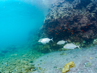 キビナゴの大群を襲う美しいギンガメアジ（アジ科）の幼魚の群れ。
英名学名：Bigeye Trevally, Caranx sexfasciatus
Silver-Stripe Round Herrings (Spratelloides gracilis)
静岡県伊豆半島賀茂郡南伊豆町中木ヒリゾ浜2024年
