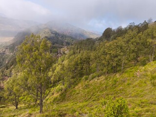 A misty mountain landscape with a foreground of dense vegetation and a hint of a tree line in the distance.