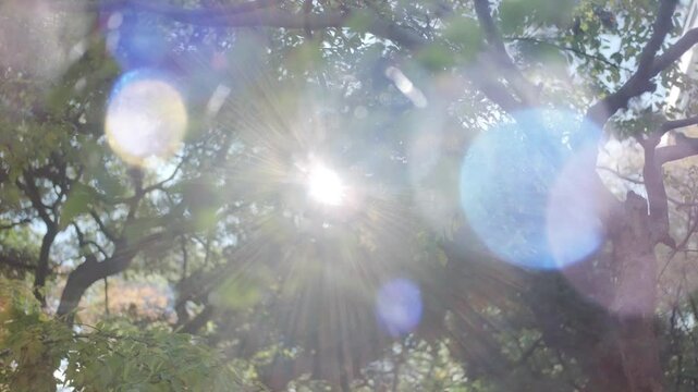 美しい朝の森の風景　雨上がりの森林　太陽の強い日差しがキラキラ輝きレンズフレアとゴースト・ボケのきらめきとクリスタルのようにきらめく光　木の葉の隙間から差し込む木漏れ日虹色の光彩　朝日・天気・晴れ・洗濯のイメージ　季節の風景