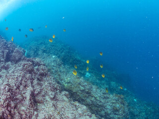 美しいチョウチョウウオ（チョウチョウウオ科）の群れ他。
英名学名：Oriental ButterflyFish (Chaetodon aurites)
静岡県伊豆半島賀茂郡南伊豆町中木ヒリゾ浜2024年
