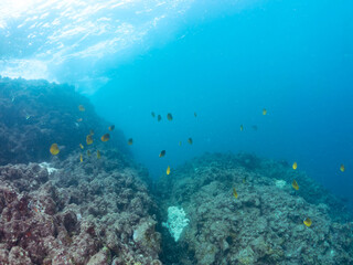 美しいチョウチョウウオ（チョウチョウウオ科）の群れ他。
英名学名：Oriental ButterflyFish (Chaetodon aurites)
静岡県伊豆半島賀茂郡南伊豆町中木ヒリゾ浜2024年
