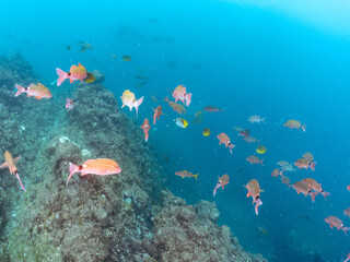 美しいトゲチョウチョウウオ（チョウチョウオ科）他。
英名学名：Threadfin Butterflyfish (Chaetodon Auriga)
美しいホウライヒメジ（ヒメジ科）他の群れ。
英名学名：Whitesaddle goatfish (Parupeneus ciliatus)
静岡県伊豆半島賀茂郡南伊豆町中木ヒリゾ浜2024年
