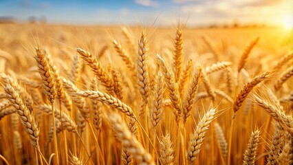 Fototapeta premium Closeup of golden wheat ears in a vast field , harvest, agriculture, farm, summer, crop, nature, growth, rural, countryside, food