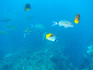 美しいトゲチョウチョウウオ（チョウチョウオ科）他。
英名学名：Threadfin Butterflyfish (Chaetodon Auriga)
美しいホウライヒメジ（ヒメジ科）他の群れ。
英名学名：Whitesaddle goatfish (Parupeneus ciliatus)
静岡県伊豆半島賀茂郡南伊豆町中木ヒリゾ浜2024年
