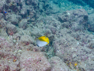 美しいトゲチョウチョウウオ（チョウチョウオ科）他。
英名学名：Threadfin Butterflyfish (Chaetodon Auriga)
静岡県伊豆半島賀茂郡南伊豆町中木ヒリゾ浜2024年
