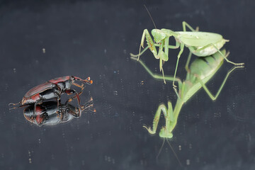 A green praying mantis is ready to prey on a red palm weevil. This insect has the scientific name Hierodula sp.