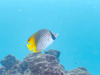 美しいトゲチョウチョウウオ（チョウチョウオ科）他。
英名学名：Threadfin Butterflyfish (Chaetodon Auriga)
静岡県伊豆半島賀茂郡南伊豆町中木ヒリゾ浜2024年

