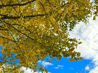 見上げたイチョウの葉