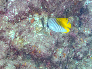 美しいトゲチョウチョウウオ（チョウチョウオ科）他。
英名学名：Threadfin Butterflyfish (Chaetodon Auriga)
静岡県伊豆半島賀茂郡南伊豆町中木ヒリゾ浜2024年

