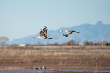 Sandhill Cranes flying in Arizona, USA