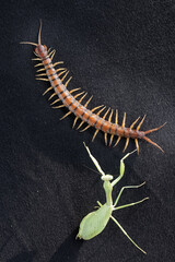 A green praying mantis is ready to prey on a centipede. This insect has the scientific name Hierodula sp.