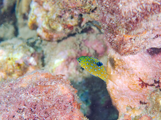 星空のように美しいルリホシスズメダイ（スズメダイ科）の幼魚。
英名学名：Jewel Damsel, Whitespotted devil
静岡県伊豆半島賀茂郡南伊豆町中木ヒリゾ浜2024年
