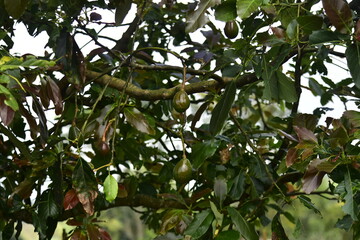 Avocados contain healthy fats, protein, fiber, and vitamins that are good for the heart.