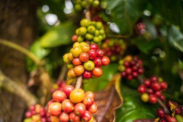 Ripe Red coffee bean berry plant fresh seed coffee tree growth in green eco organic farm. Close up red ripe seed robusta arabica berries harvest for coffee garden. Fresh coffee bean green leaf bush