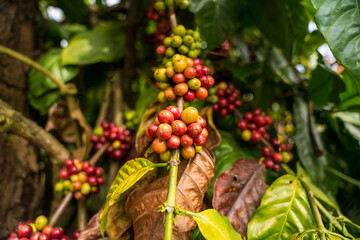 Ripe Red coffee bean berry plant fresh seed coffee tree growth in green eco organic farm. Close up...