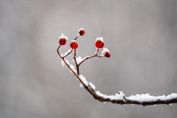 berries in snow