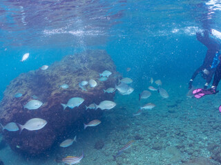 美しいイスズミ（イスズミ科）、イサキ（イサキ科）他の群れ。
英名学名：Brassy Chub, Kyphosus vaigiensis
Chicken Grunt, Parapristipoma trilineatum
水面にはスキンダイバーも泳いでいる。
静岡県伊豆半島賀茂郡南伊豆町中木ヒリゾ浜2024年

