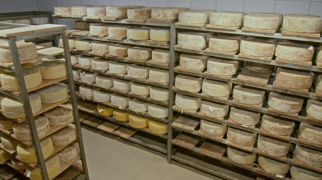 No people full shot of interior of ripening chamber full of various boutique cheeses maturing on wooden shelves at factory, with labels indicating date and batch number