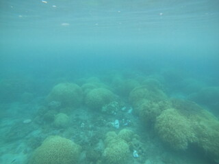 Fototapeta premium coral reef and diver