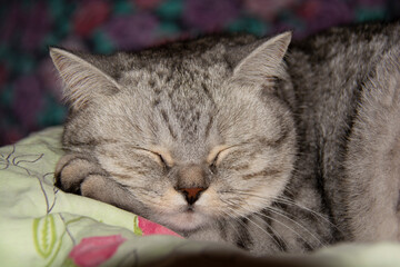 Beautiful grey British cat sleeping. Close-up of cat's muzzle.
