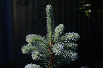 Blue spruce tree top on dark background