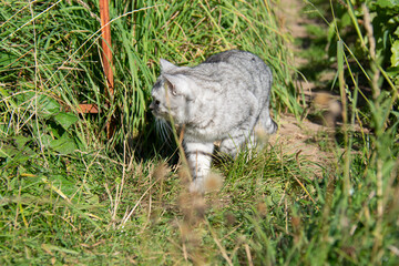 Beautiful grey British cat walking on grass looking around