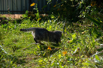 Beautiful grey british cat jumping in the garden in summer
