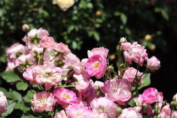 Rose garden