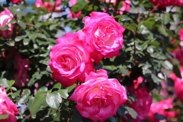 Rose garden