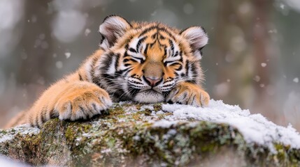 Obraz premium Adorable Siberian Tiger Cub Sleeping in Snowy Winter Landscape