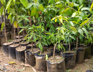 Young mango trees growing in a pot ready to be transplant into fields