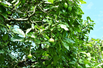 Árbol de aguacates.