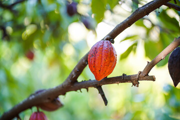 Cocoa fruit on a cocoa tree that is ready for harvest.