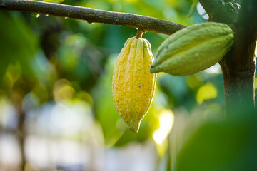 Cocoa fruit on a cocoa tree nearing the time of harvest.