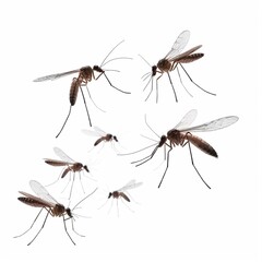 "Buzz Off: Isolated Mosquito on Display