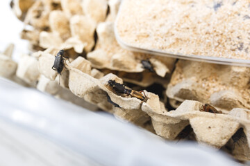 Animal cricket in farming on egg tray. House cricket